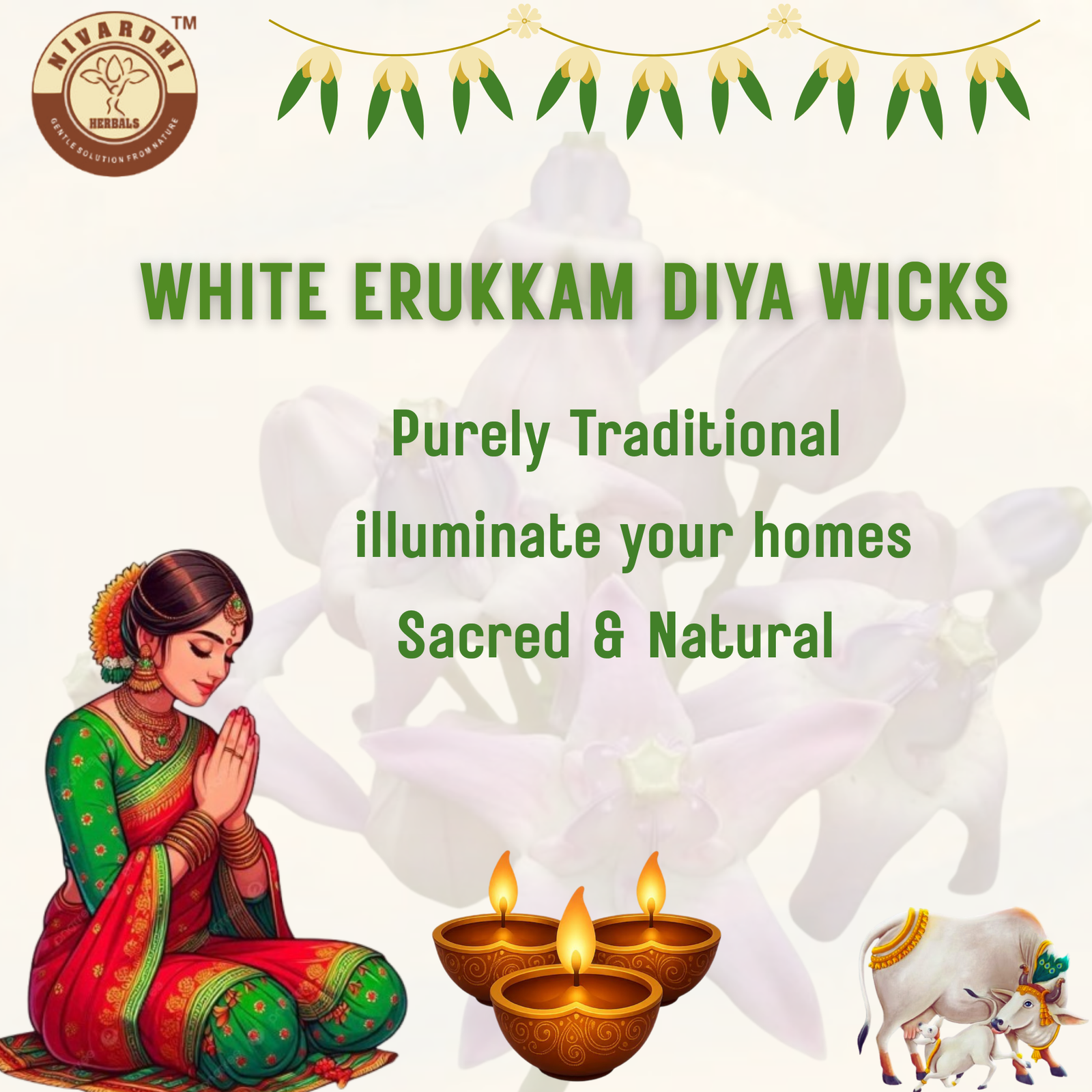 White Calotrophis/Milkweed (diya / deepam) wick (White Erukkan thiri) - Image 4