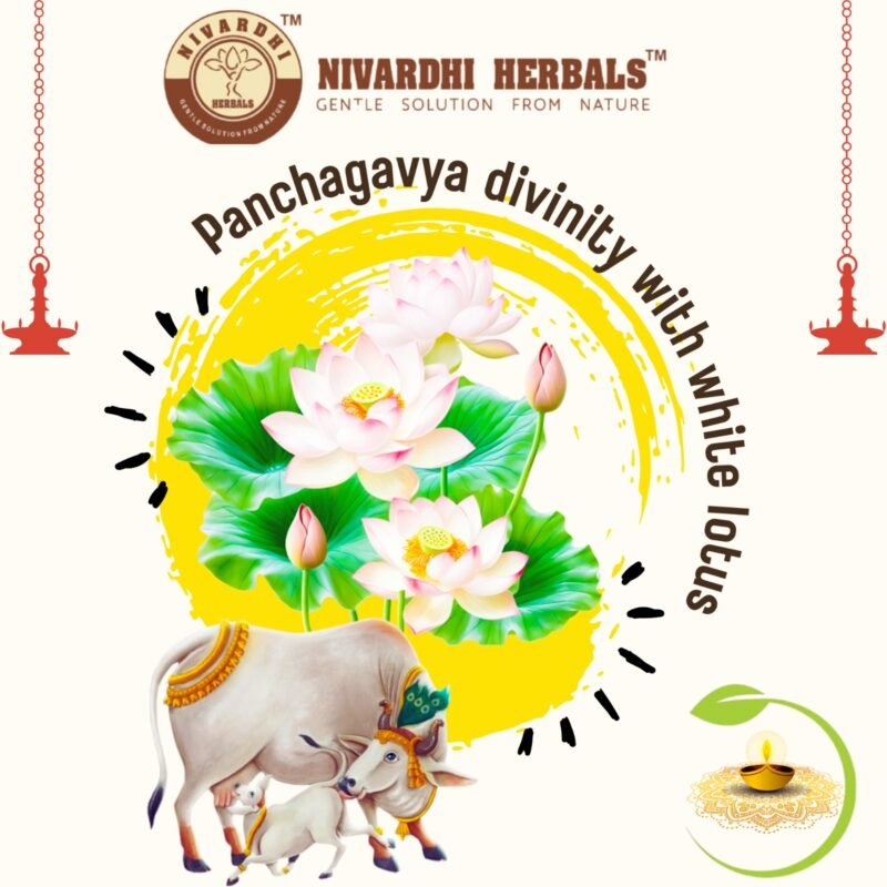 Nivardhi Herbals Panchagavya diya oil with White lotus | Blend of Panchagavya ark & white lotus benefits for pooja | 500ml - Image 5